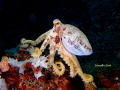   Beautiful Ocellate Octopus resting rock. rock  